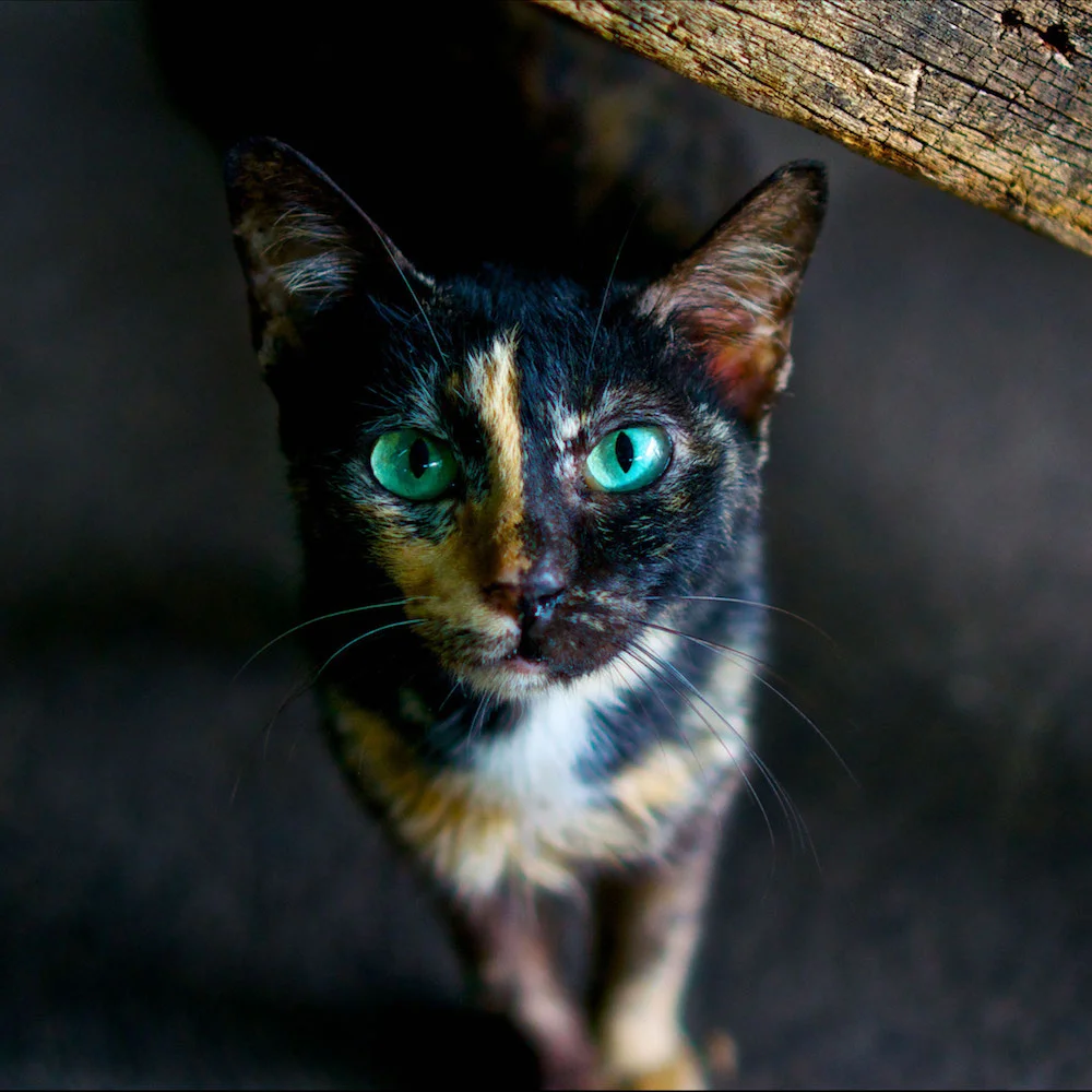 A tortoiseshell cat in the sunlight